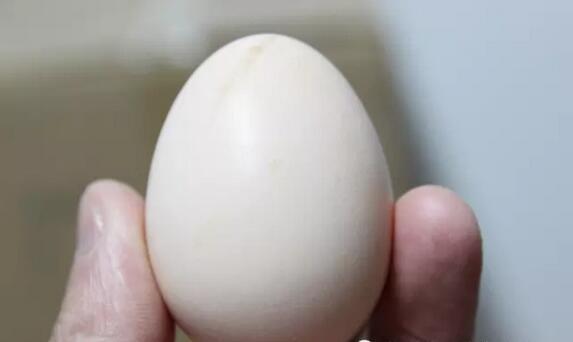 深山之蛋，嗨戰(zhàn)村淘年貨節(jié)！