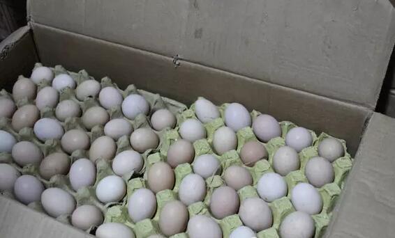 深山之蛋，嗨戰(zhàn)村淘年貨節(jié)！