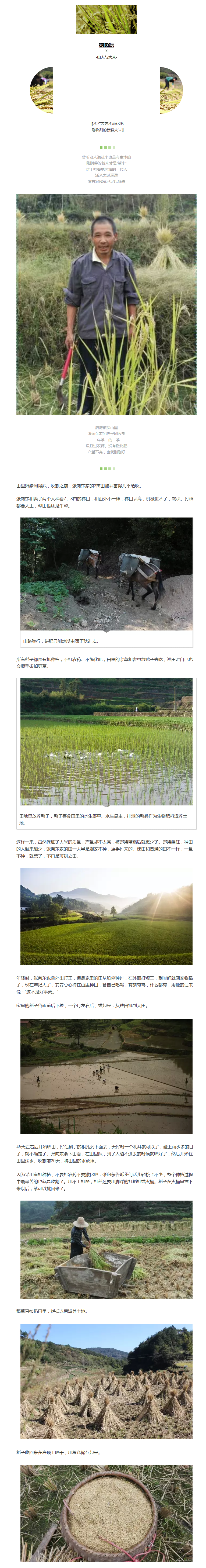 吃一碗安心大米，與2016年作別 - 副本